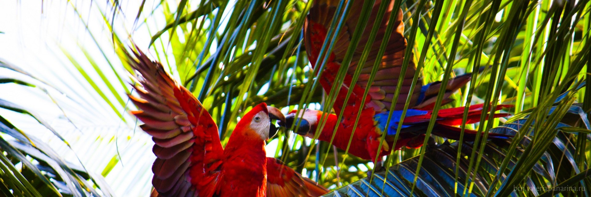 Зоопарк Loro Parque: комфортное обитание под знаком попугая